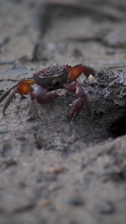 Australian crab Video stock 234249125