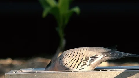 Australian crested pigeon. Stock Footage 115626001