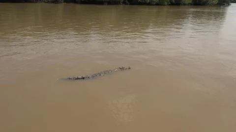 Australian crocodile Stock Footage 50632223