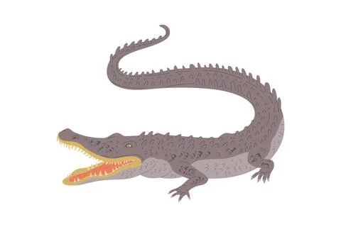 Australian crocodile, hand drawn flat vector illustration isolated on white Stock Illustration