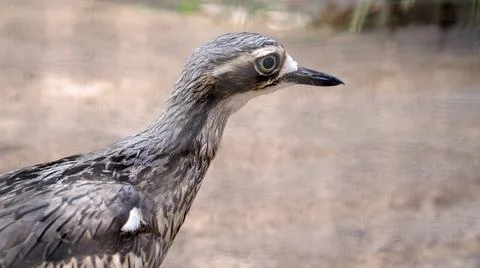 An Australian Curlew Stock Photos