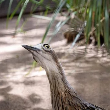 An Australian Curlew Stock Photos