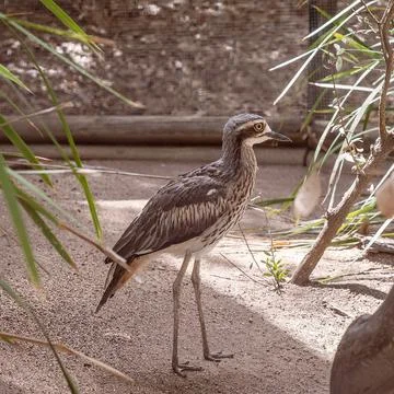 An Australian Curlew Stock Photos