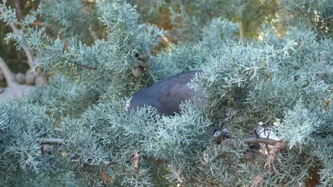 Australian Currawong perched in pine tree eating nuts 4k Stock Footage 331187165