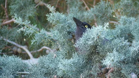 Australian Currawong perched in pine tree eating nuts 4k Stock Footage 331187186