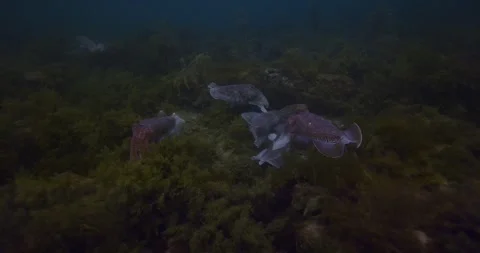 Australian Cuttlefish Migration In Australia Stock Footage 317975261