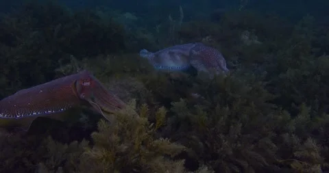 Australian Cuttlefish Migration Stock Footage 317093117