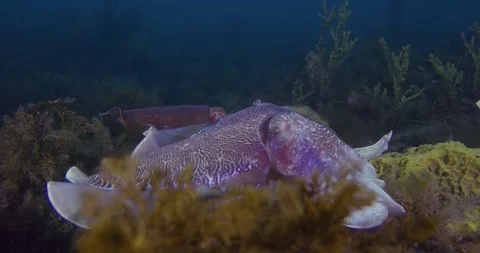 Australian Cuttlefish Migration Long Scene Stock Footage 317976551