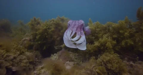 Australian Cuttlefish Migration In Temperate Waters Stock Footage 317976556