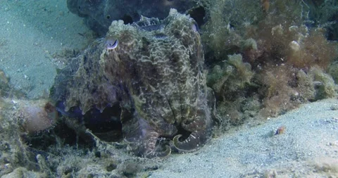 Australian Cuttlefish Toward The Camera, Full Shot Clip9218 스톡 동영상 229697189