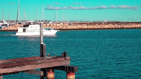 Australian Darter Stock Footage 282847208