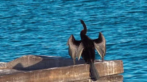Australian Darter Stock Footage 282848999