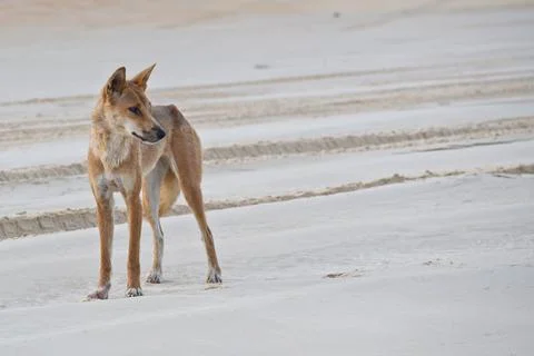 Australian Dingo Foto stock