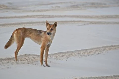 Australian Dingo Stock Photos