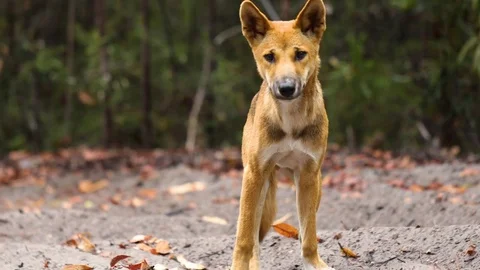 Dingo Dog Royalty-Free Images, Stock Photos & Pictures