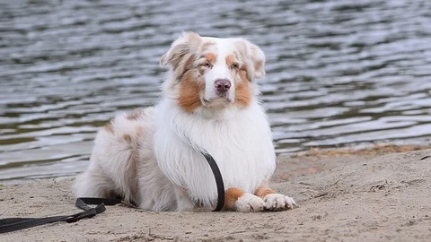Australian dog on a beach Stock Footage 100584264