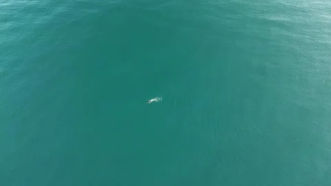 Australian dolphin in solitude Stock Footage 257221369