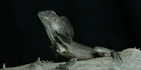 Australian Dragon Lizard on Tree Trunk Stock Footage 122659137