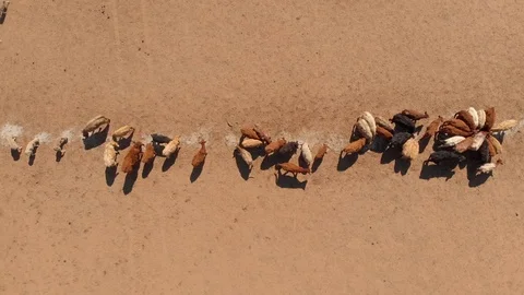 Australian drought 1 Video stock 114163261