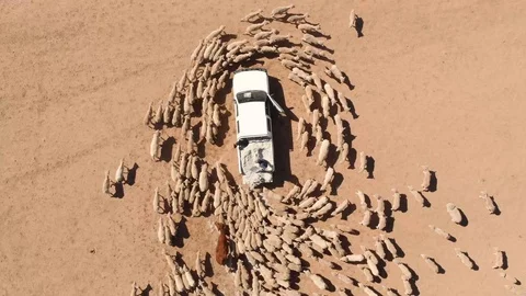 Australian Drought 10 Video stock 114163367