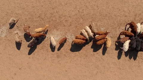 Australian Drought 2 Video stock 114163262