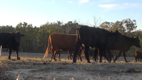 Australian Drought 4 Video stock 114163260