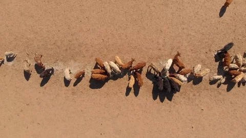 Australian Drought 6 Video stock 114163369