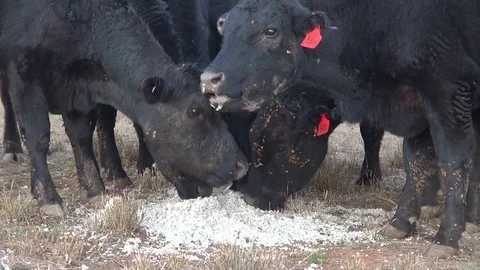 Australian Drought 8 Video stock 114163344