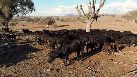 Australian Drought 9 Video stock 114163362