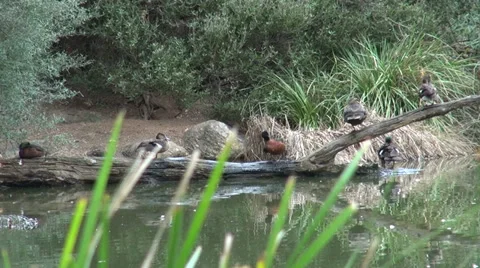 Australian Ducks grooming Stock Footage 38387231