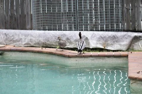 Australian Ducks Sitting on a The Edge of a Pool with Duck Poo Everywhere Stock Photos