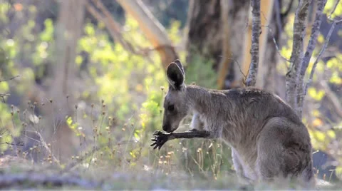Australian Eastern Grey Kangaroo Stock Footage