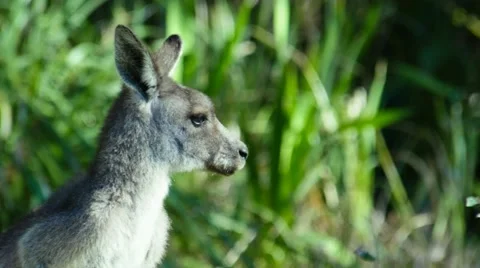 An Australian Eastern Grey Kangaroo Stock Footage 53232945