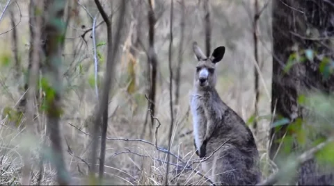 Australian Eastern Grey Kangaroo Stock Footage 53285056