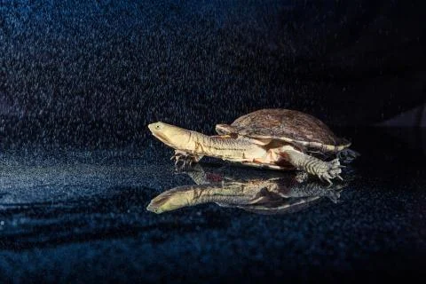 Australian eastern long-necked turtle in heavy rain on black mirror Stock Photos