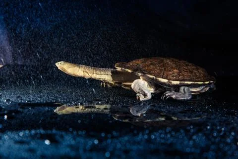 Australian eastern long-necked turtle in heavy rain on black mirror Stock Photos