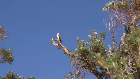 Australian eastern osprey sits on a tree looking around under a blue sky. Stock Footage 141170729