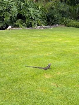 Australian Eastern Water Dragon Basking on Green Grass in Park Stock Photos