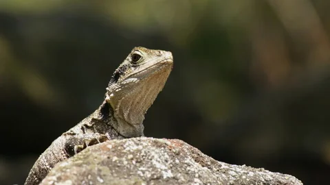 An australian eastern water dragon lizard on a rock Stock Footage 132375580
