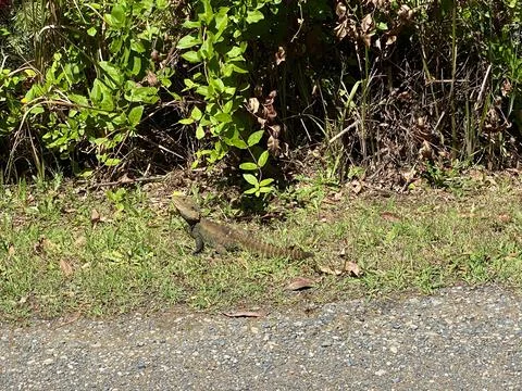 Australian Eastern Water Dragon Stock Photos