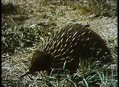 Australian Echidna (1961) Stock Footage 159128610