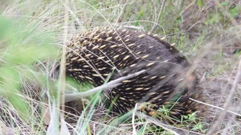 Australian Echidna digging further into grass looking for food 스톡 동영상 320153810