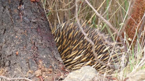 Australian Echidna scared hiding against log ants crawling on it Stock Footage 331062155