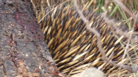Australian Echidna scared hiding against log ants crawling on it close up Stock Footage 331062317