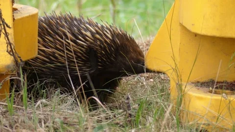 Australian echidna timidly walking by construction items looking at camera Stock Footage 331062571