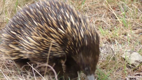 Australian echidna timidly walking by construction items looking at camera Stock Footage 331063221