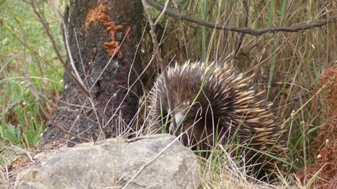 Australian echidna timidly walking through bush near construction equipment Stock Footage 331063138