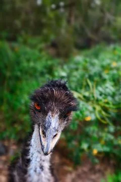 An Australian emu Stock Photos