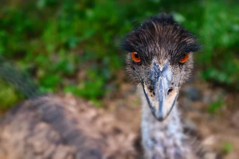 An australian Emu Stock Photos