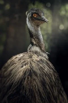 Australian Emu Stock Photos